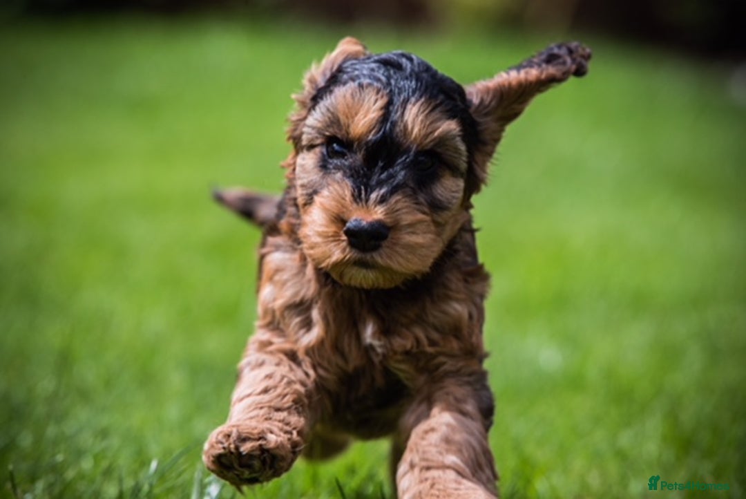 Cockapoo dogs for sale: Welcome to Cotswold Cavapoos and Cockapoos - Advert 27