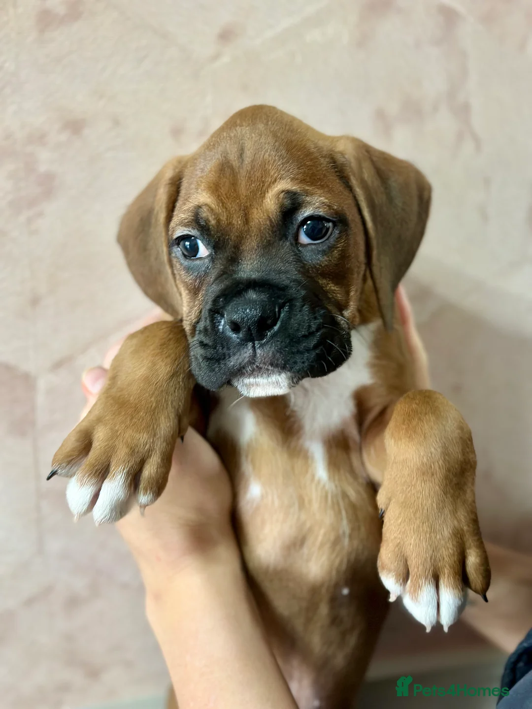Boxer dogs for sale: 🐶 Stunning Champion Boxer Puppies 🐶 - Advert 2