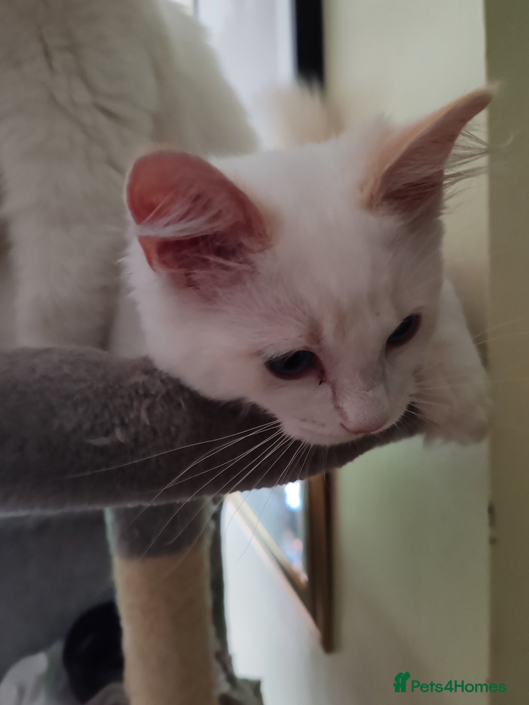 Ragdoll cats for sale: RAGS To Riches  - Image 12