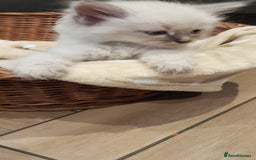 Siberian cats for sale: Hypoallergenic Siberian Neva Masquerade kittens. - Image 15