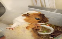 Guinea Pig rodents for sale: Ginea pigs for sale  - Image 3