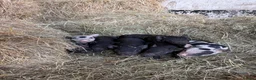 Pig livestock for sale: Micro pigs  - Advert 3