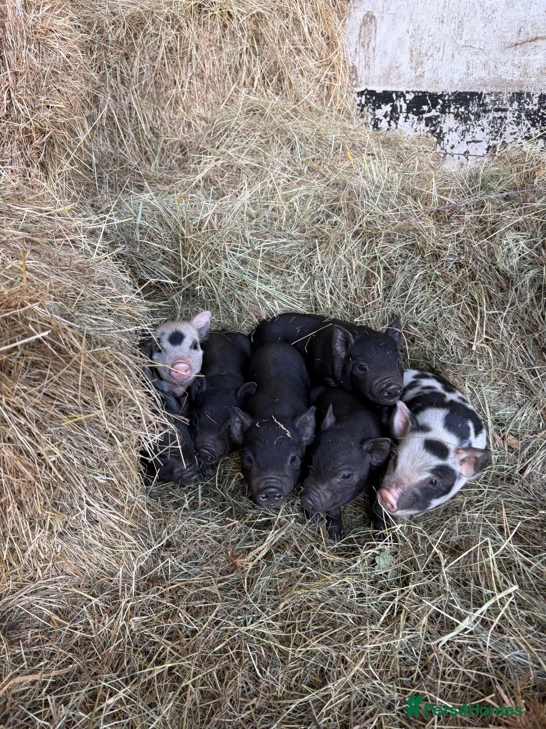 Pig livestock for sale: Micro pigs  - Advert 3