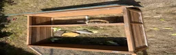 Tortoise reptiles for sale: Spur-thighed tortoise  - Advert 4