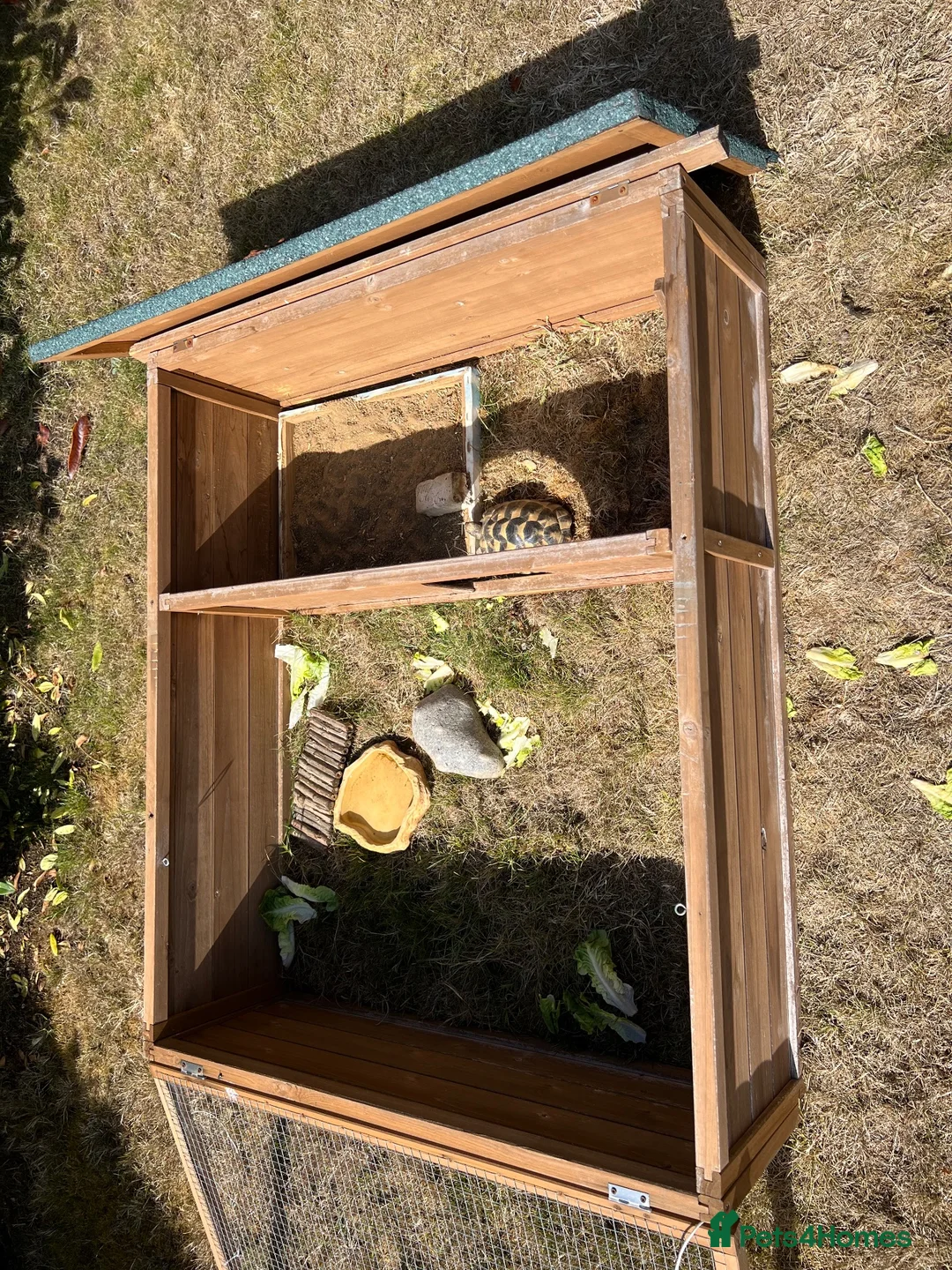 Tortoise reptiles for sale: Spur-thighed tortoise  - Advert 4