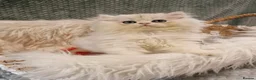 British Shorthair cats for sale: 💖TICA GOLDEN / GOLDEN POINT BSH & BLH KITTENS💖 - Advert 12