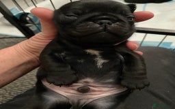 Pug dogs for sale: Two Baby Pugs  - Image 4