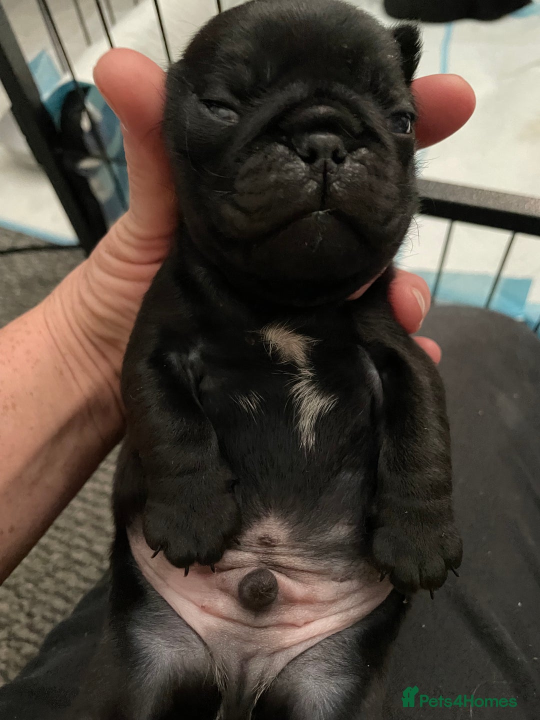 Pug dogs for sale: Two Baby Pugs  - Image 4