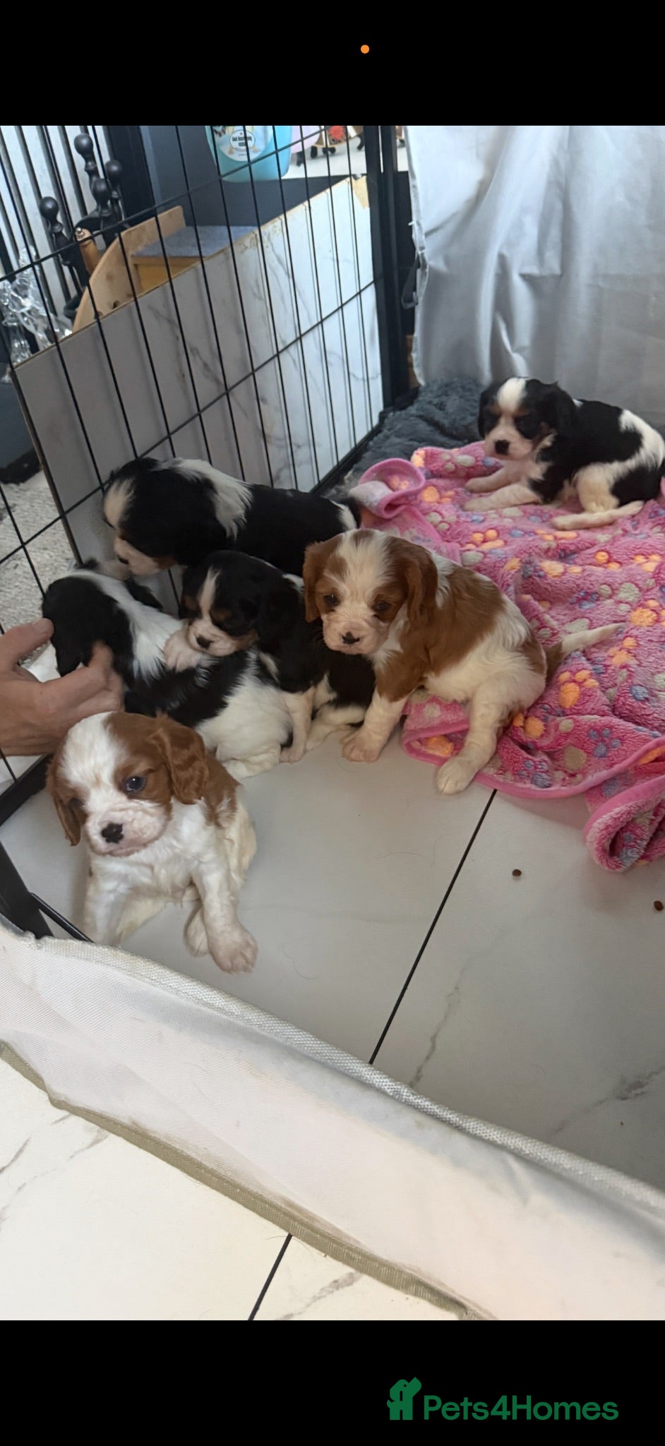 Cavalier King Charles Spaniel dogs 🐶Kc cavalier dna clear puppies 🐶4 boys left - Advert 2