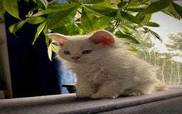 Selkirk Rex cats for sale: Gorgeous Selkirk Rex kittens - Image 5