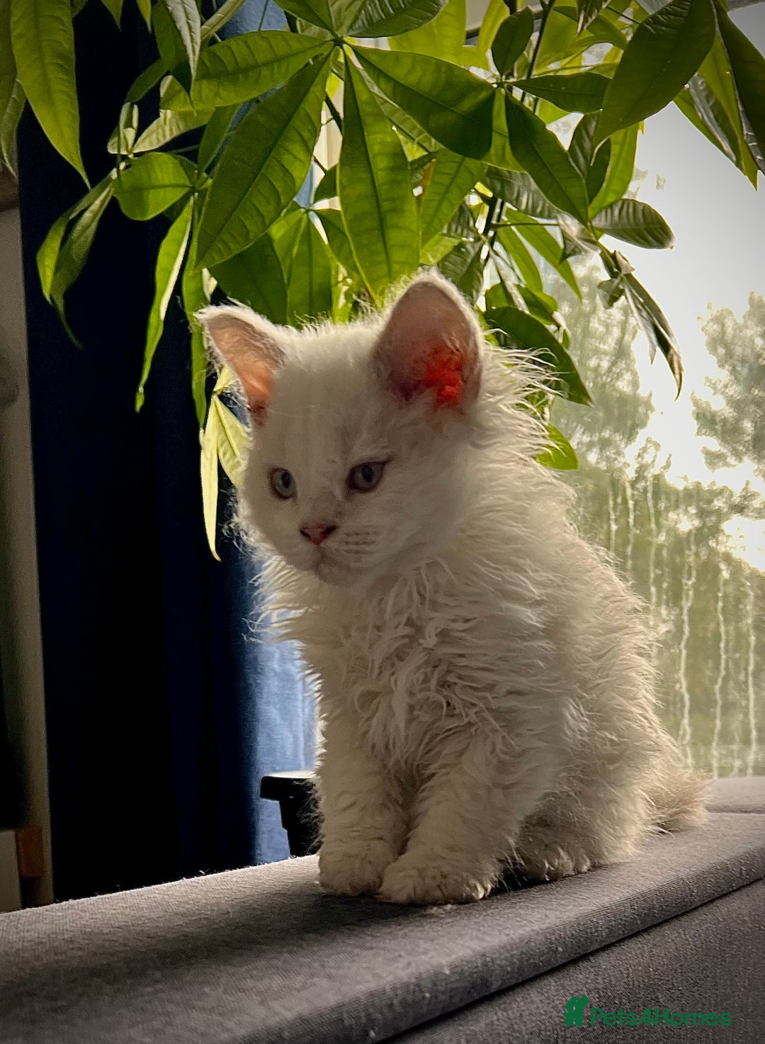 Selkirk Rex cats for sale: Gorgeous Selkirk Rex kittens - Image 5