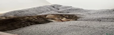 Tabby Kitten