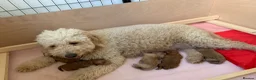 Mini Goldendoodle dogs for sale: DNA health tested miniature f2b goldendoodles in Stevenage - Advert 10