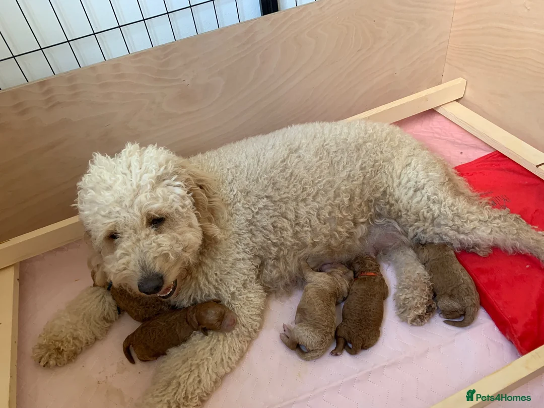 Mini Goldendoodle dogs for sale: DNA health tested miniature f2b goldendoodles in Stevenage - Advert 10