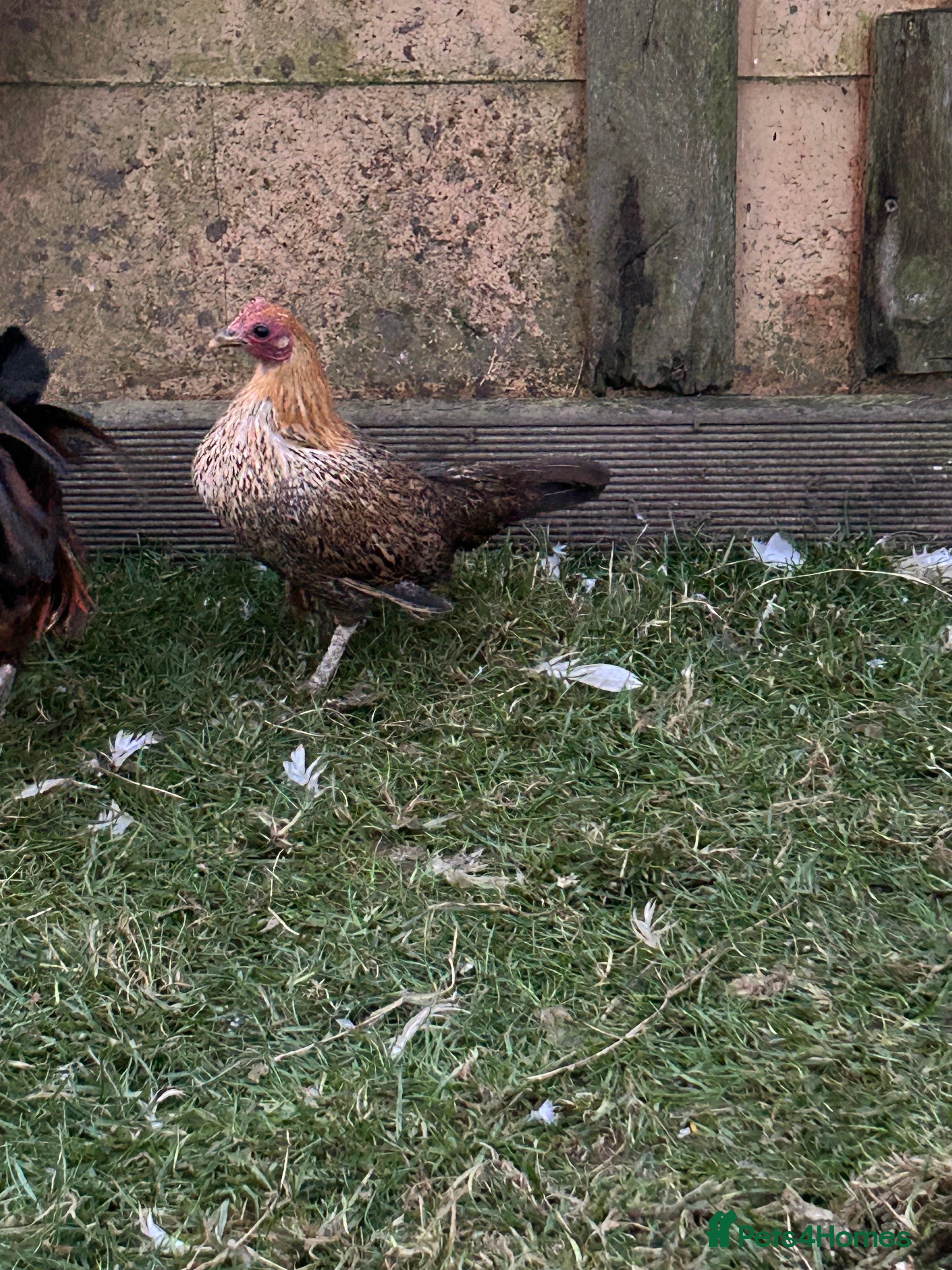 Chickens poultry Mini ginger geme trio - Advert 6