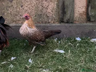 Chickens poultry Mini ginger geme trio - Advert 16