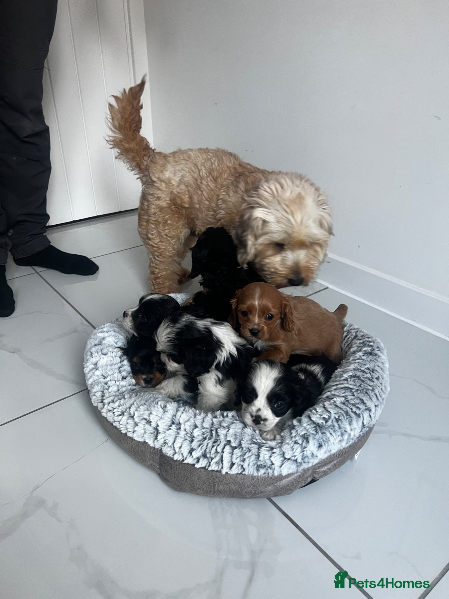 Cavapoo dogs 6 F1b Cavapoo puppies 🐾 - Advert 2