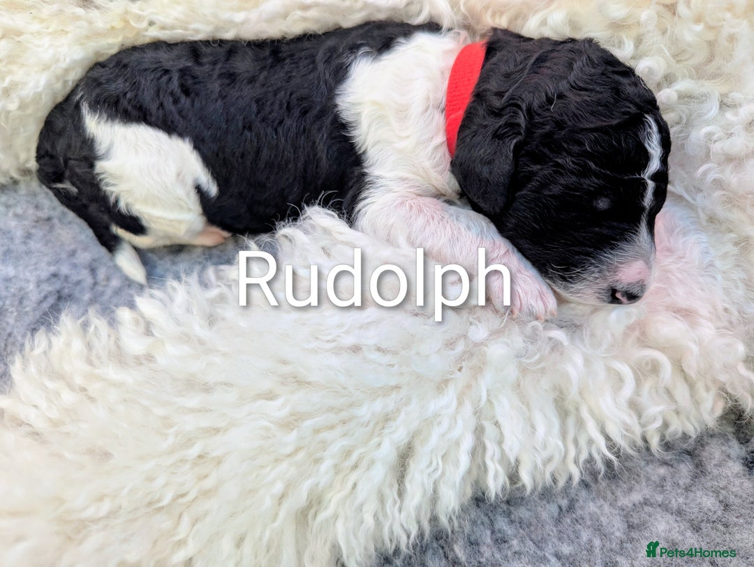 Standard Poodle dogs for sale: 6 wks old, ready 21st Jan, Standard Poodle Puppies - Advert 15