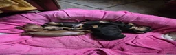 Miniature Dachshund dogs for sale: Minature Dachshund  - Advert 18