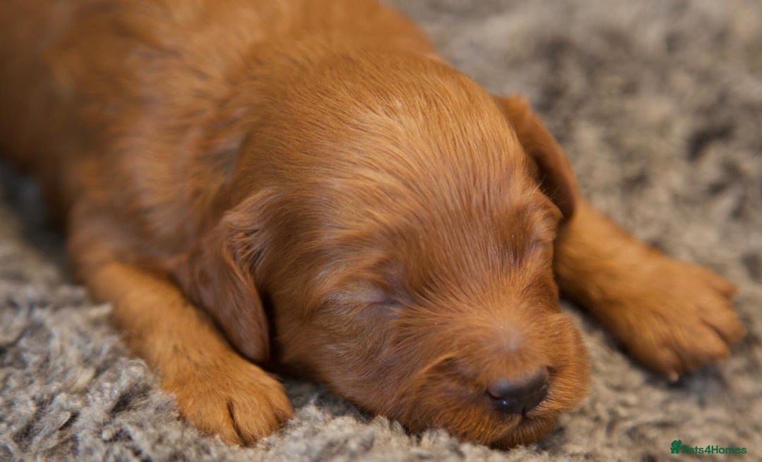 Cavapoo dogs for sale: Gorgeous F1B Fox Red Cavapoo Puppies - Image 18