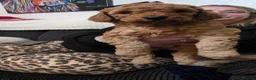 Cockapoo dogs for sale: Stunning toy F1b cockapoos  - Advert 20