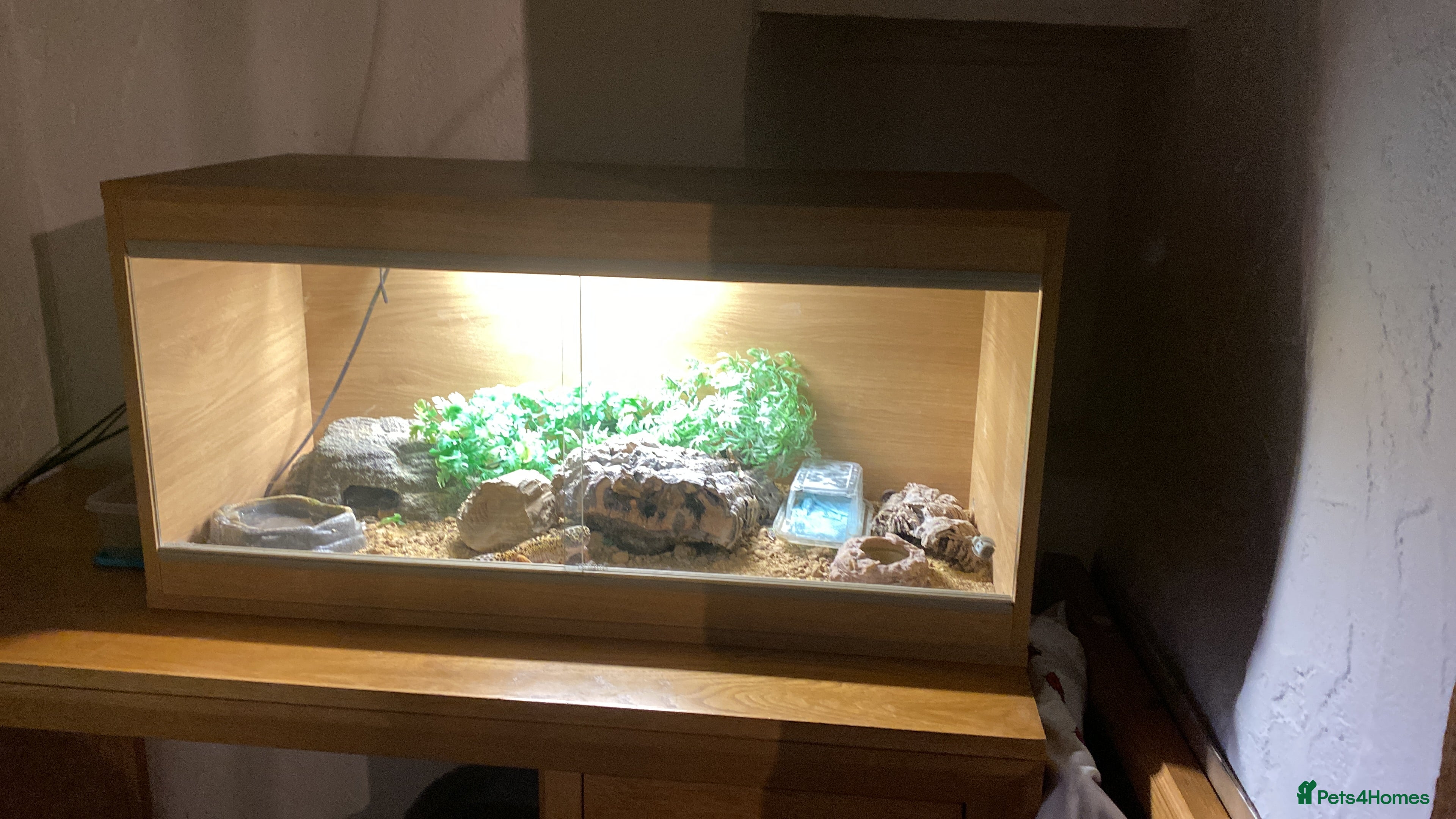 Gecko reptiles Leopard Gecko  - Advert 9