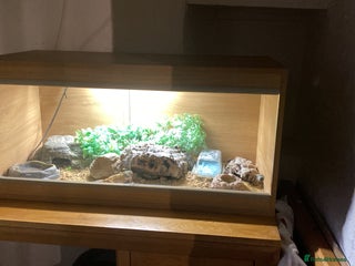 Gecko reptiles Leopard Gecko - Advert 13