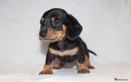 Miniature Dachshund dogs for sale: 🐾❤️ Precious Miniature Dapple Dachshunds ❤️🐾 - Image 5