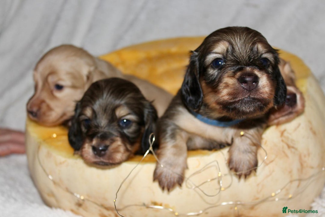 Miniature Dachshund dogs for sale: Stunning shaded cream and cream dachshunds  - Image 5