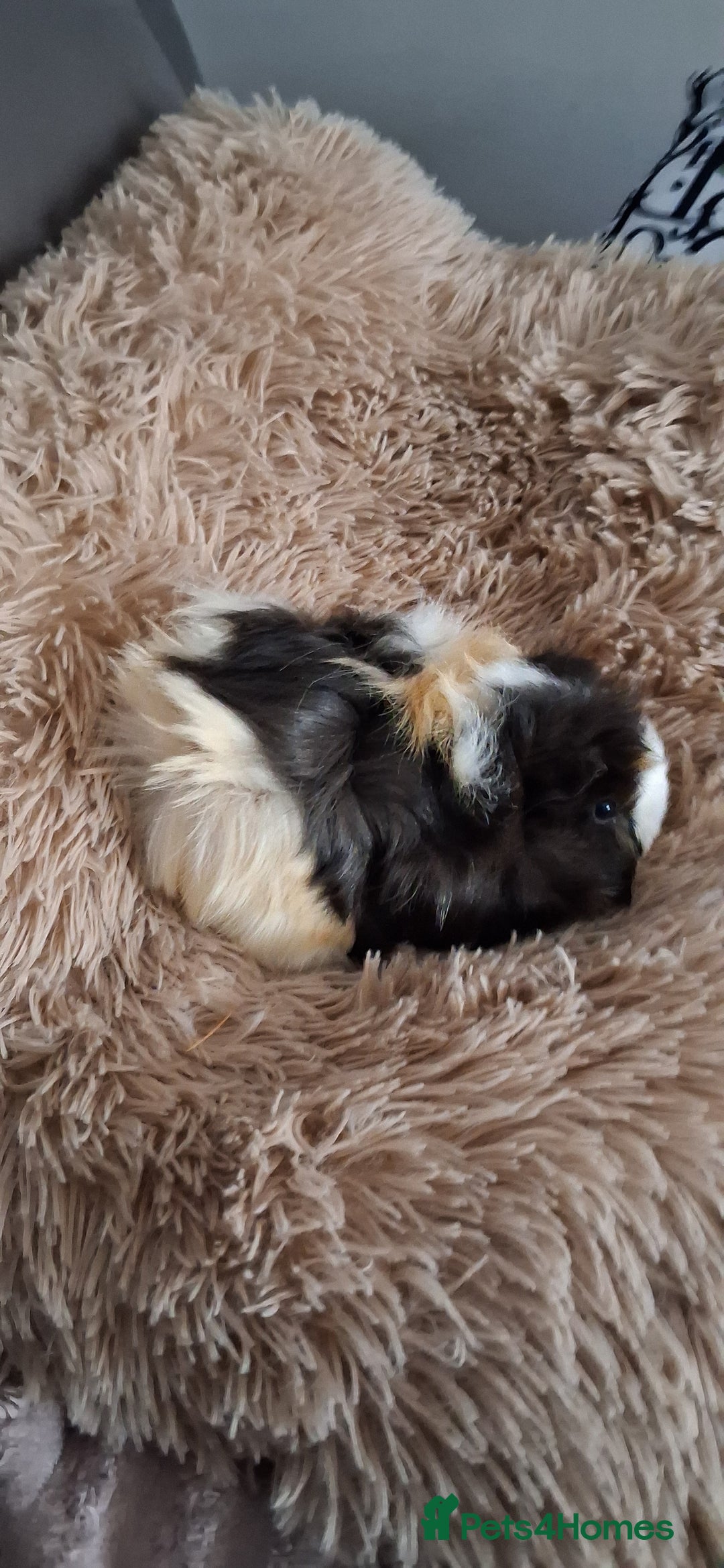 Guinea Pig rodents for sale: Baby boy guinea pigs - Advert 1