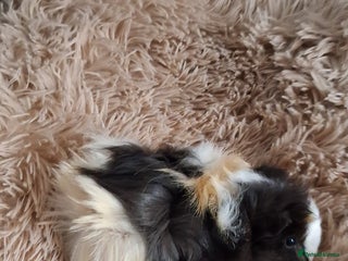 Guinea Pig rodents Baby boy guinea pigs - Advert 1