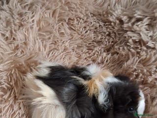 Guinea Pig rodents Baby boy guinea pigs - Advert 15