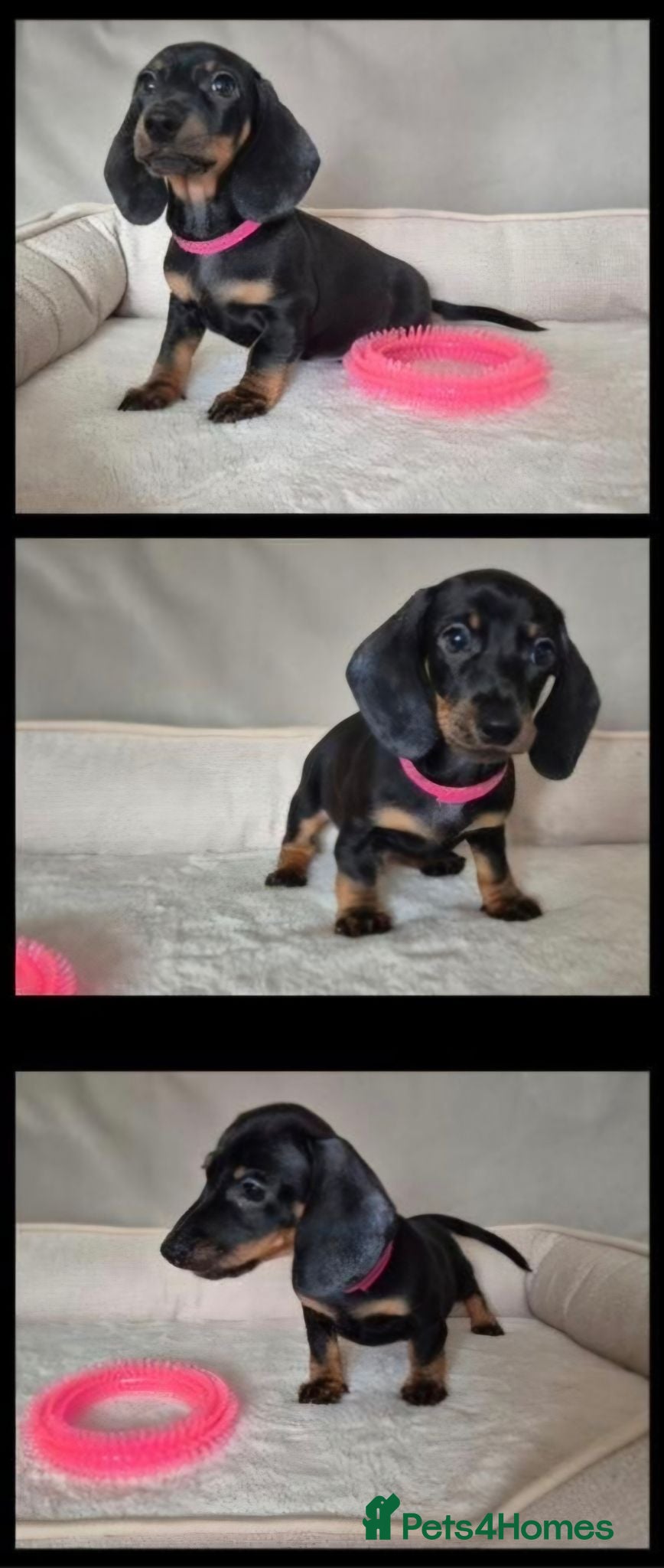 Miniature Dachshund dogs Last boy, ready to leave now 💙 - Advert 18