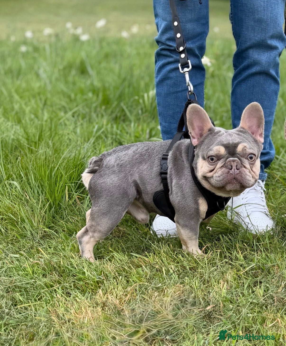 French Bulldog dogs Valentino Premium Kennel Club Micro Stud Available - Advert 14