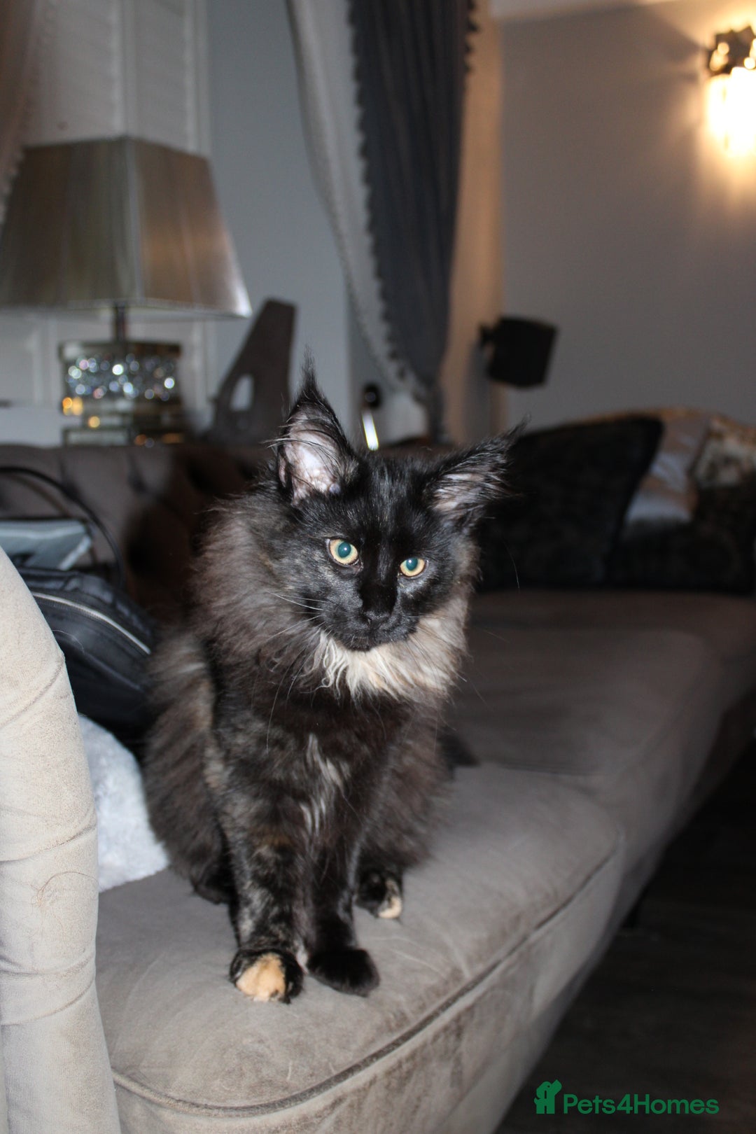 Maine Coon cats for sale:  Maine Coon Kittens Looking for Loving Homes 🐾 - Advert 15