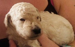 Standard Poodle dogs for sale: Standard poodle puppies - Image 6