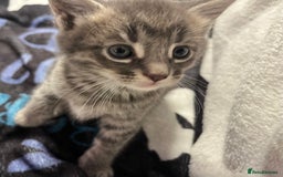 Maine Coon cats for sale: Stunning Half Maine coon kittens  - Image 25