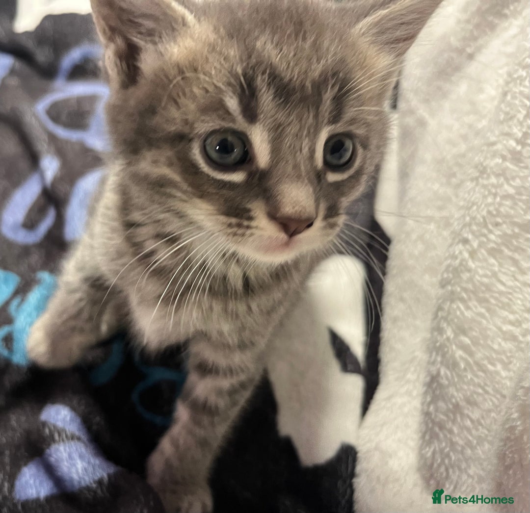 Maine Coon cats for sale: Stunning Half Maine coon kittens  - Image 25