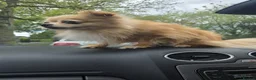 Chorkie dogs for sale: Chorkie puppy  - Advert 6