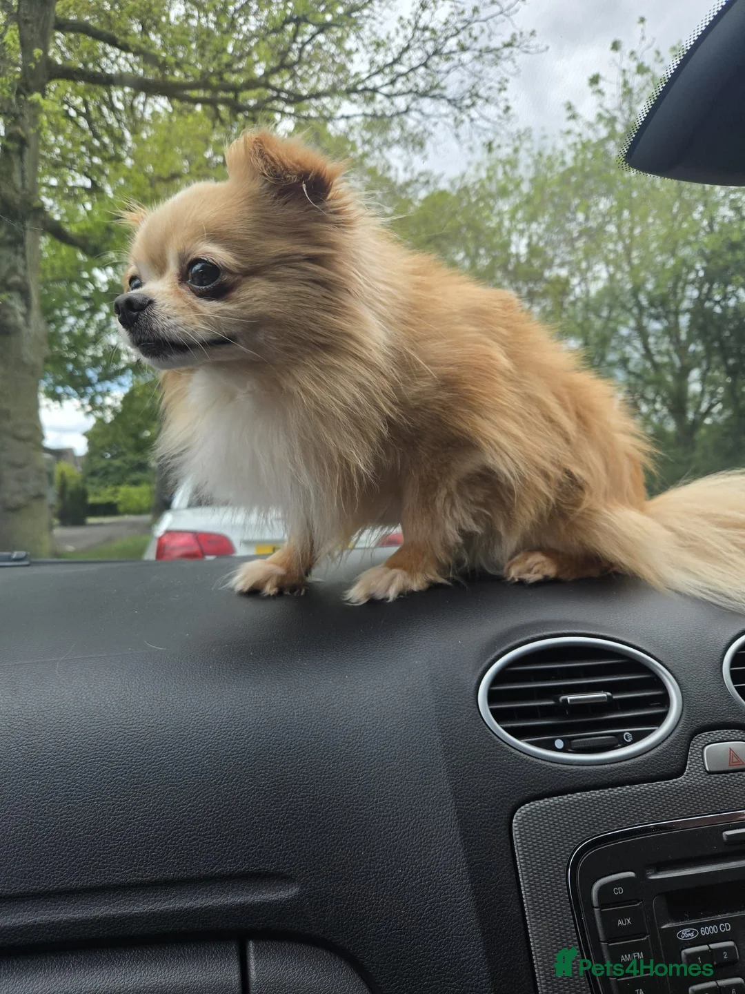 Chorkie dogs for sale: Chorkie puppy  - Advert 6