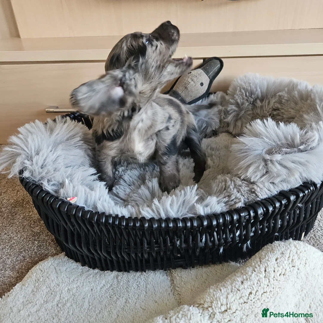 Cocker Spaniel dogs for sale: Working Type Cocker Spaniels - Advert 10