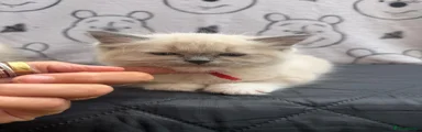Ragdoll 1