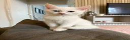 Mixed Breed cats for sale: White kittens for sale  - Advert 7