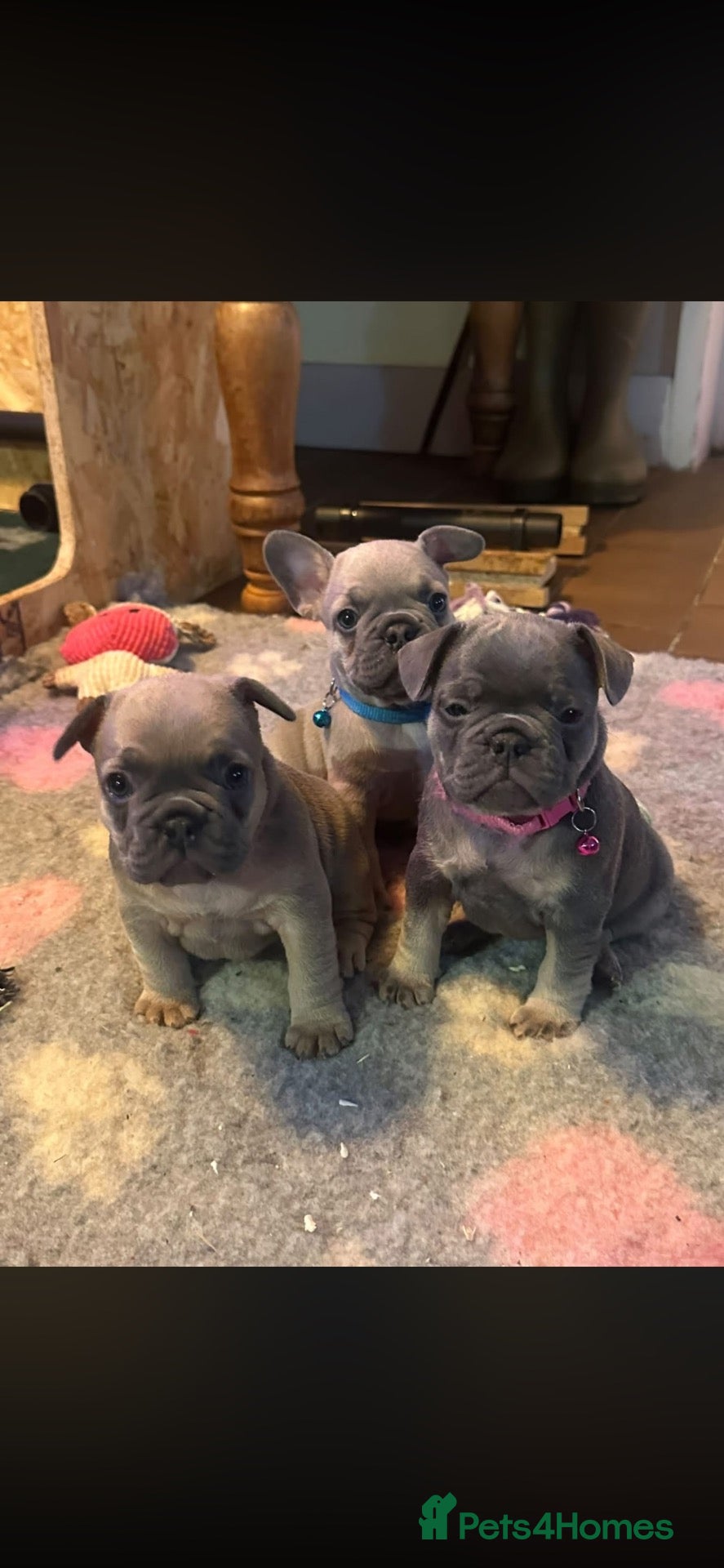 French Bulldog dogs KC REG genetic tested French bulldog puppies  - Advert 1