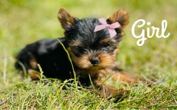Yorkshire Terrier dogs for sale: QUALITY TRUE TEACUP YORKIES - Image 3