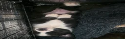 Mixed Breed dogs for sale: Husky cross staffy puppies  - Advert 8