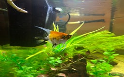 Angelfish fish for sale: Stunning Angel fish  - Advert 5