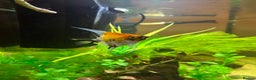 Angelfish fish for sale: Stunning Angel fish  - Advert 5