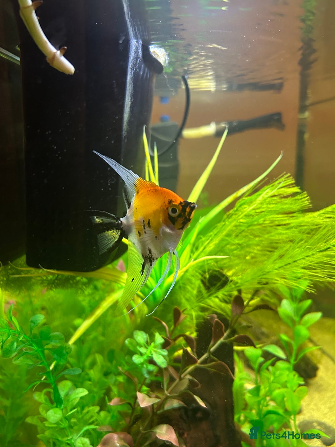 Angelfish fish for sale: Stunning Angel fish  - Advert 5