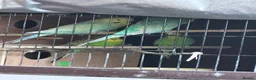 Budgerigars birds for sale: Budgies - Advert 2